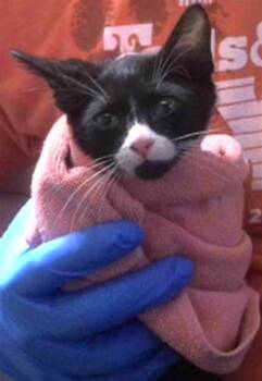 FLAVIAN -  Domestic Short Hair Cat for Adoption in Tallahassee, Florida - FLAVIAN | PetCurious