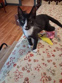 JUNIOR MINT -  Domestic Short Hair Cat for Adoption in Tallahassee, Florida - JUNIOR MINT | PetCurious