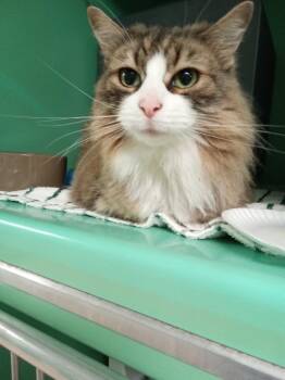 Ruby -  Domestic Long Hair Cat for Adoption - Ruby | PetCurious