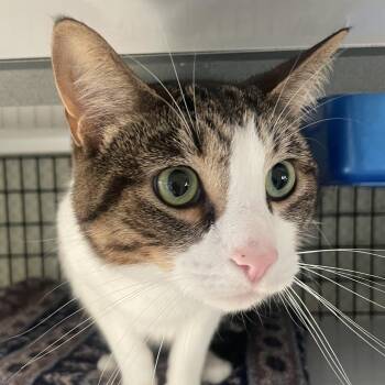 Tuna Melt -  Domestic Short Hair Cat for Adoption in Chicago, Illinois - Tuna Melt | PetCurious