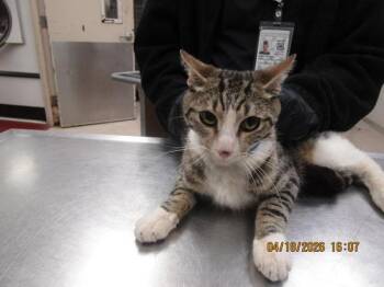 Domestic Short Hair Cats Available for Adoption in Marietta, Georgia - Stallone(648) | PetCurious