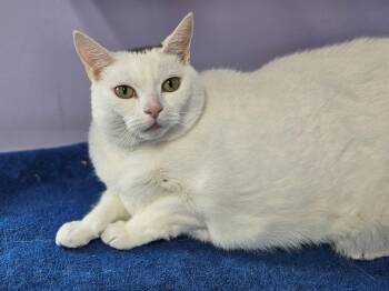 Rescue Domestic Short Hair Cats for Adoption in Riverbank, New Brunswick - Harper And Tupper (Bonded Pair) | PetCurious