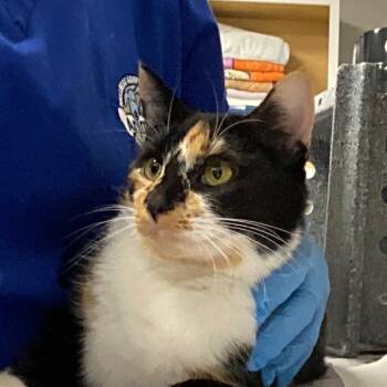 Rescue Domestic Short Hair Cats for Adoption in Greenville, South Carolina - Fiona | PetCurious