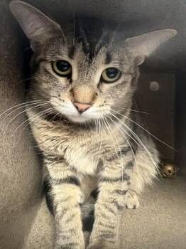 TIGEROUS -  Domestic Short Hair Cat for Adoption in Pueblo, Colorado - TIGEROUS | PetCurious