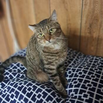 Tipsy -  Domestic Short Hair Cat for Adoption in Vine Grove, Kentucky - Tipsy | PetCurious