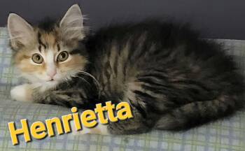 Henrietta -  Domestic Long Hair Cat for Adoption in Bellmawr, New Jersey - Henrietta | PetCurious