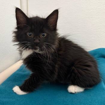 Domestic Long Hair Cats Available for Adoption in Ojai, California - Miranda | PetCurious