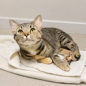 Coco -  Domestic Short Hair Cat for Adoption in Hopkinton, Massachusetts - Coco | PetCurious