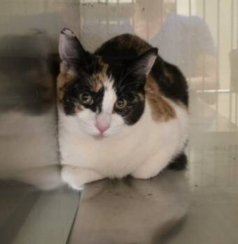 Rescue Domestic Short Hair Cats for Adoption in Apple Valley, California - Mamacita | PetCurious