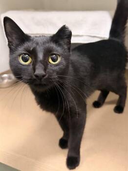 Domestic Short Hair Cats Available for Adoption in Boston, Massachusetts - GREEN BEAN | PetCurious