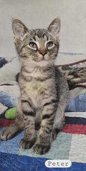 Domestic Short Hair Cats Available for Adoption in Wapakoneta, Ohio - Peter | PetCurious