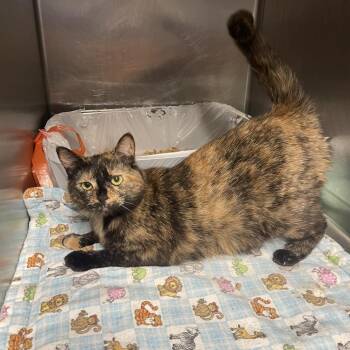 Kahlua -  Domestic Short Hair Cat for Adoption in Union, Missouri - Kahlua | PetCurious