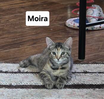 Moira -  Domestic Short Hair Cat for Adoption in Massillon, Ohio - Moira | PetCurious