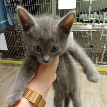 Domestic Short Hair Cats Available for Adoption in San Jacinto, California - Papaya | PetCurious