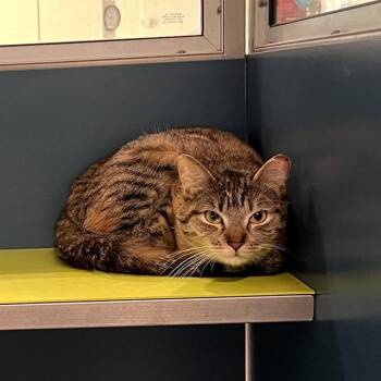 RONDA -  Domestic Short Hair Cat for Adoption in Methuen, Massachusetts - RONDA | PetCurious
