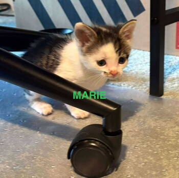 Rescue Domestic Short Hair Cats for Adoption in Roxboro, North Carolina - Marie | PetCurious