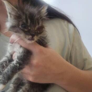Found New Hampton IA -  Domestic Medium Hair Cat for Adoption in Rochester, Minnesota - Found New Hampton IA | PetCurious