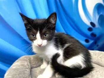 Domestic Short Hair Cats Available for Adoption in Fort Lauderdale, Florida - VERONICA | PetCurious