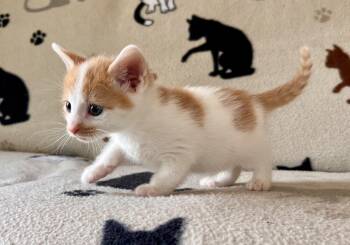 Domestic Short Hair Cats Available for Adoption in Hershey, Pennsylvania - Led Zeppelin | PetCurious