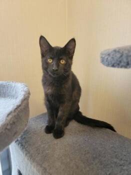 Molasses -  Domestic Short Hair Cat for Adoption in Fergus Falls, Minnesota - Molasses | PetCurious
