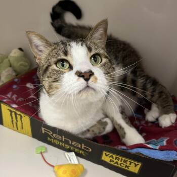 Opie -  Domestic Short Hair Cat for Adoption in La Grange, Kentucky - Opie | PetCurious