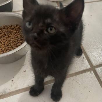 Ghost Mushroom -  Domestic Short Hair Cat for Adoption in Austin, Texas - Ghost Mushroom | PetCurious