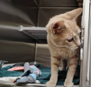 MAKO -  Domestic Short Hair Cat for Adoption in St. Louis, Missouri - MAKO | PetCurious