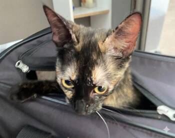 Domestic Short Hair Cats Available for Adoption in Dallas, Texas - A1287259 | PetCurious
