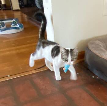 Rescue Domestic Medium Hair Cats for Adoption - Petey | PetCurious