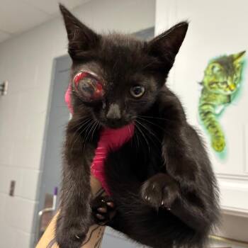 Cyborg -  Domestic Short Hair Cat for Adoption in Greenville, South Carolina - Cyborg | PetCurious