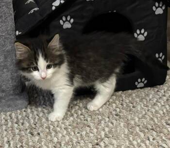 Bear -  Domestic Long Hair Cat for Adoption in Breinigsville, Pennsylvania - Bear | PetCurious