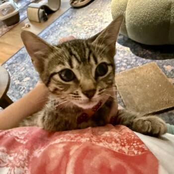 Domestic Short Hair Cats Available for Adoption in Richmond, Virginia - Viserion | PetCurious
