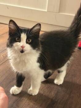 Saber -  Domestic Long Hair Cat for Adoption in San Jacinto, California - Saber | PetCurious