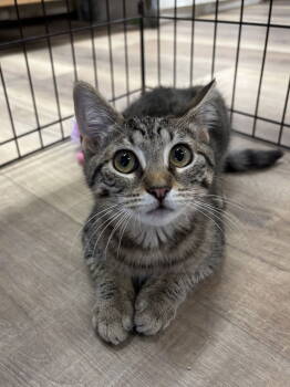 Rescue American Shorthair and Tabby Cats for Adoption in Massapequa, New York - Carmie | PetCurious