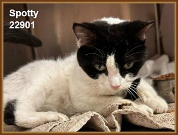 SPOTTY -  Domestic Short Hair Cat for Adoption in Marietta, Georgia - SPOTTY | PetCurious