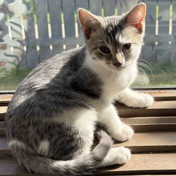Teresa -  Domestic Short Hair Cat for Adoption in Walkerville, Montana - Teresa | PetCurious