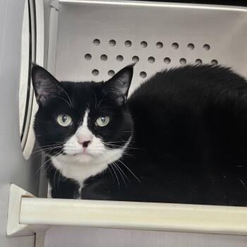 Rescue Domestic Short Hair Cats for Adoption in Chatham, Virginia - Reva | PetCurious