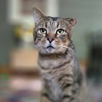 Rescue Domestic Short Hair Cats for Adoption in Lynchburg, Virginia - Rodney | PetCurious