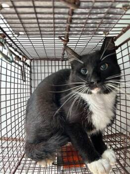 Domestic Medium Hair Cats Available for Adoption in Houston, Texas - A655033 | PetCurious