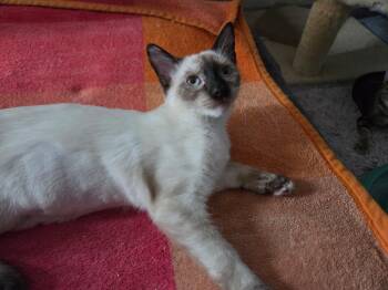 IVY -  Domestic Short Hair Cat for Adoption in Orlando, Florida - IVY | PetCurious