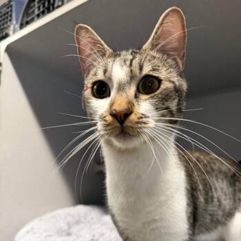 Road Runner -  Domestic Short Hair Cat for Adoption in Washougal, Washington - Road Runner | PetCurious