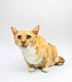 Clementine -  Domestic Short Hair Cat Available for Adoption in Morton Grove, Illinois - Clementine | PetCurious