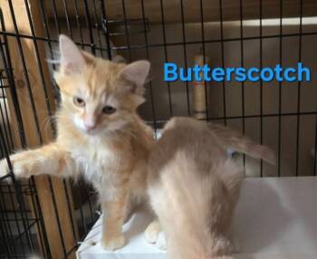 Rescue Domestic Short Hair Cats for Adoption in Buena Vista, Virginia - Butterscotch | PetCurious