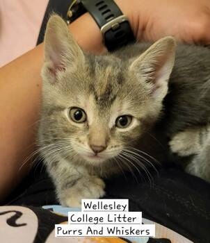 Domestic Short Hair Cats Available for Adoption in New Hartford, New York - Wellesley | PetCurious