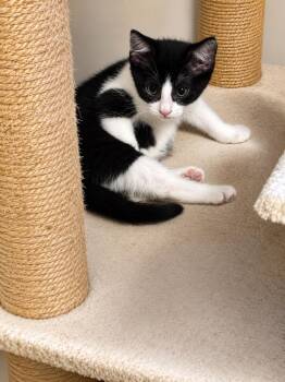 Tammy -  Domestic Short Hair Cat for Adoption in Rio Linda, California - Tammy | PetCurious