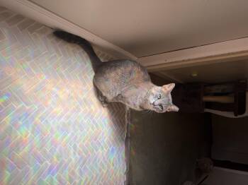 Craig -  Domestic Short Hair Cat for Adoption in Verona, Pennsylvania - Craig | PetCurious