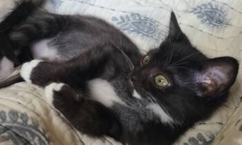 Evander -  Domestic Short Hair Cat for Adoption in Vancouver, Washington - Evander | PetCurious