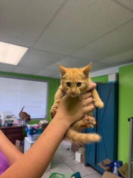 Duke -  Domestic Short Hair Cat for Adoption in Johnson City, Tennessee - Duke | PetCurious