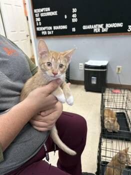 MISO SOUP -  Domestic Short Hair Cat for Adoption in Killeen, Texas - MISO SOUP | PetCurious