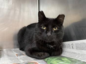 Rescue Domestic Short Hair Cats for Adoption in Aurora, Illinois - ROOK | PetCurious